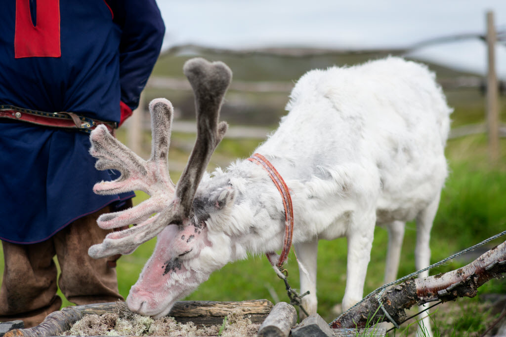 Copyright: Natasha Busel
Krokeidevegen 223, 5244 Fana
+4797939757
foto@natashabusel.no
Reindeer
